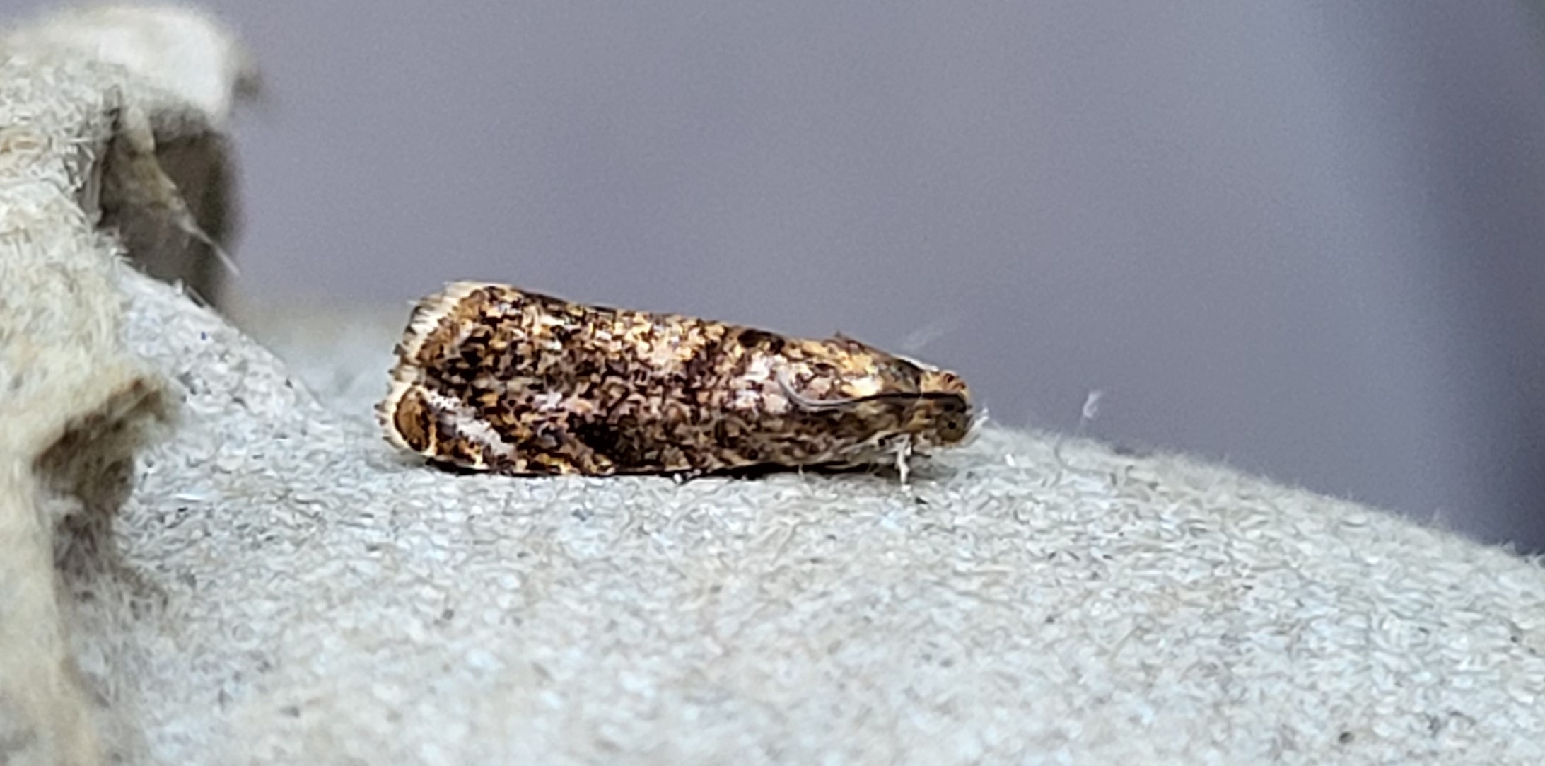 Photo of Kent Fruit Piercer (Grapholita lobarzewskii)